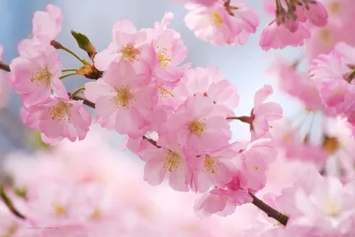 Flower Nature Nature Wallpaper 4K 1920x1280 White
