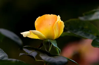 Single Yellow Rose Blooming Black/Dark Wallpaper 4K 5408x3600 Purple, Orange