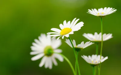 Nature Flowers Wallpaperbat Flower Nature Wallpaper 4K 1920x1200 Brown, White