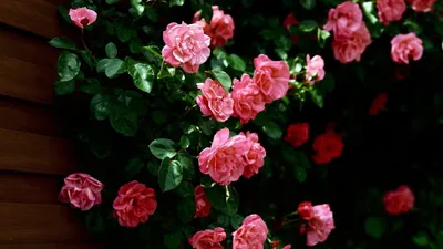 Misty Rose Wallpaper Nature Wallpaper 4K 1920x1080 Pink