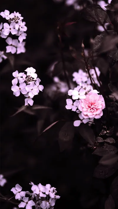 Aesthetic Black Pink Black/Dark Wallpaper 4K 1080x1920 White