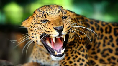 Dreamy Animal Wallpaper Animals Wallpaper 4K 5120x2880 Gray, Orange