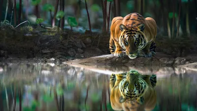 Radiant Reflection Wallpaper Animals Wallpaper 4K 3840x2160 Gray