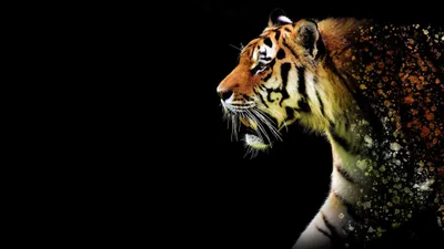 Animal Wallpaperaccess Animals Animals Wallpaper 4K 3840x2160 Black, Orange, Brown