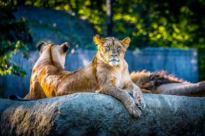 Lionesse Lion Predator Wild Animal Animals Wallpaper 4K 2500x1669 Gray