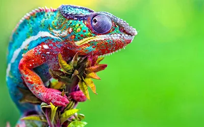 Animal Reptile Animals Animals Wallpaper 4K 2880x1800 Red
