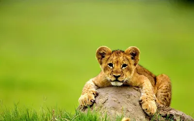 Animal Wallpaperaccess Animals Animals Wallpaper 4K 1920x1200 Pink, Orange
