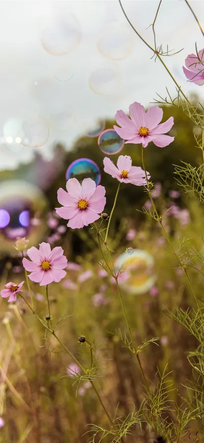 Calm Purple Wallpaper Nature Wallpaper 4K 1290x2796 White
