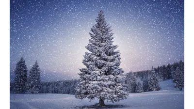 Christmas Tree Cave Nature Wallpaper 4K 3840x2160 Gray