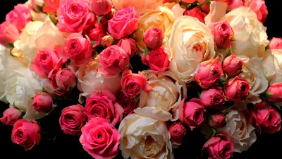 Close Pink White Black/Dark Wallpaper 4K 1920x1080 Close-up, Of, Pink, And, White, Cabbage, Roses, In, Full, Bloom, Showcasing, Delicate, Gray, Purple, Ultrawide, Full HD