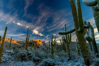 Cactus Cloudy Sky During Wallpaper 4K, Nature category
