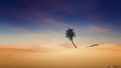 Moody Desert Wallpaper Nature Wallpaper 4K 1280x720 Gray