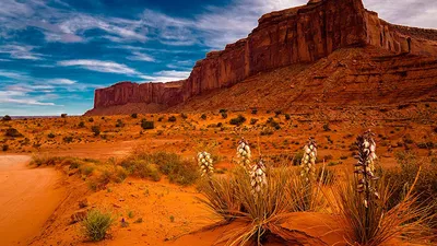 Epic Plant Wallpaper Nature Wallpaper 4K 1920x1080 Red, Orange