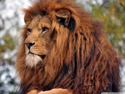 Close Majestic Lion Thick Animals Wallpaper 4K 2048x1536 Hd, Pc, Desktop, Wallpaper:, Featuring, A, Close-up, Of, Majestic, Lion, Thick, Mane, Brown, Landscape, Full HD