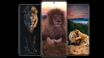 Apk Lion Para Animals Wallpaper 4K 1920x1080 White