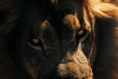 Anime Photos Best Lion Animals Wallpaper 4K 1500x1000 Orange, Gray, Brown