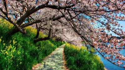 Radiant Spring Wallpaper Nature Wallpaper 4K 1920x1080 Gray