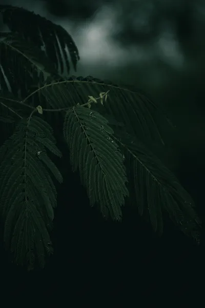 Dark Photos Best Black/Dark Wallpaper 4K 4000x6000 Gray
