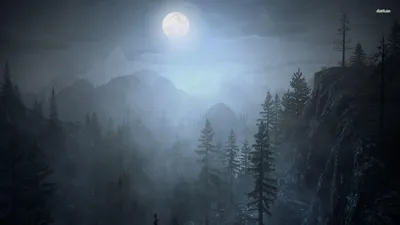 Forest Nature Nature Wallpaper 4K 1920x1080 Gray, White
