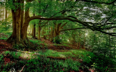 Calm Forest Wallpaper Nature Wallpaper 4K 2880x1800 Brown, Gray