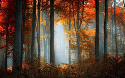 Nature Forest Nature Nature Wallpaper 4K 1920x1200 White
