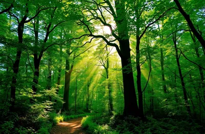 Nature Forest Felicialee Wallpapersafari Nature Wallpaper 4K 1584x1032 White, Brown