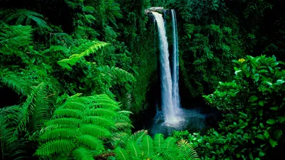 Forest Nature Nature Nature Wallpaper 4K 1920x1080 Brown