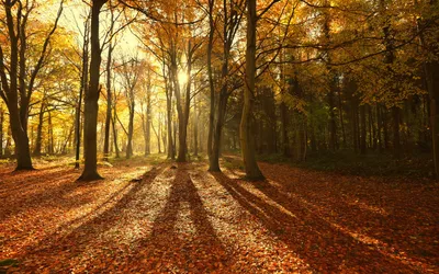 Nature Forest Nature Nature Wallpaper 4K 1920x1200 Brown, White