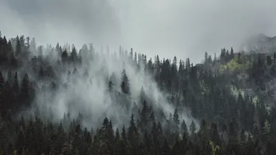 Rainy Foggy Forest Cave Nature Wallpaper 4K 1920x1080 Gray