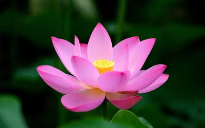 Calm Lotus Wallpaper Nature Wallpaper 4K 2560x1600 White, Pink
