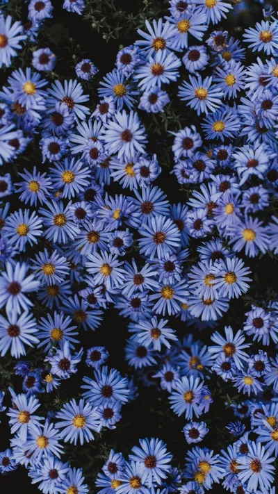Aesthetic Flower Best Nature Wallpaper 4K 1080x1920 Gray