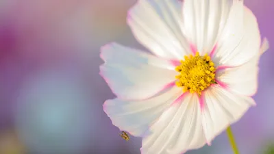 Nature Flower 3840x2160 Nature Wallpaper 4K 1920x1080 White, Gray