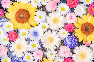All Flowers Pictures Nature Wallpaper 4K 4096x2730 White