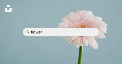 Vibrant Flower Wallpaper Nature Wallpaper 4K 1200x630 Gray, White