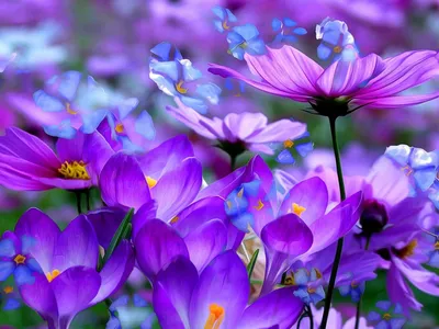 Vibrant Flower Wallpaper Nature Wallpaper 4K 1920x1440 Purple