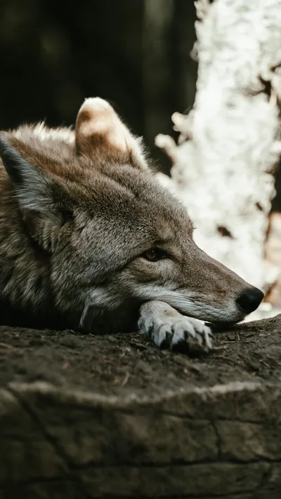 Serene Close Wallpaper Animals Wallpaper 4K 3376x6000 White