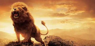 Lion App Amazon Appstore Animals Wallpaper 4K 1024x500 Orange, Pink, Purple