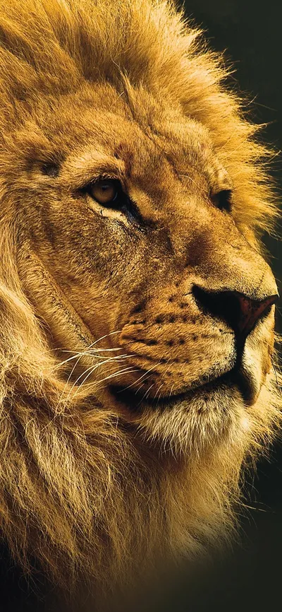 Lion Images Wallpapercat Animals Wallpaper 4K 1125x2436 Orange, Brown