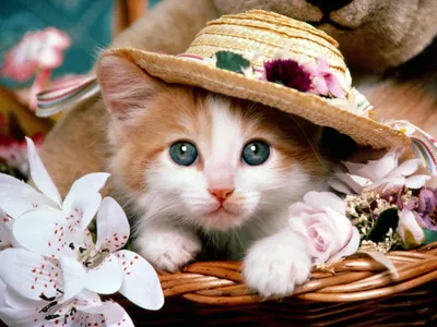 Cat Dow Lion Animals Wallpaper 4K 1600x1200 White
