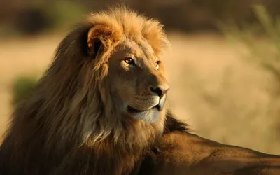 Vibrant Lions Wallpaper Animals Wallpaper 4K 1600x1000 Orange