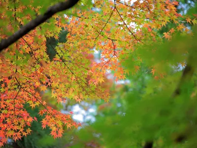 Maple Autumn Bokeh Preview 10wallpaper Nature Wallpaper 4K 1920x1440 White, Brown, Orange