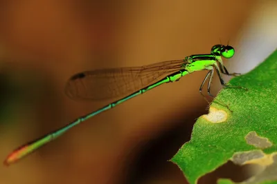Close Green Damselfly Abstract Wallpaper 4K 9999x6666 Brown