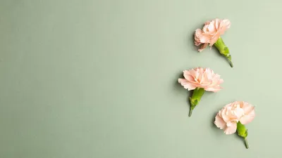 Calm Blumen Wallpaper Abstract Wallpaper 4K 1920x1080 Gray