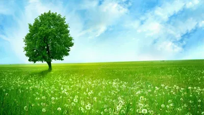Green Nature Nature Nature Wallpaper 4K 1920x1080 White