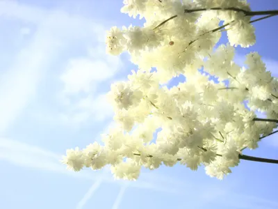 Vivid Delicate Wallpaper Wallpaper 4K, Nature category