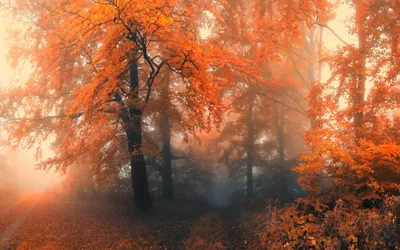 Foggy Forest During Fall Trees Nature Wallpaper 4K 2560x1600