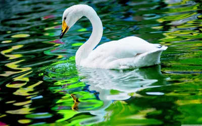 Close Whooper Swan Wallpaper 4K, Abstract category