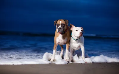 Sleek Animal Wallpaper Wallpaper 4K, Animals category