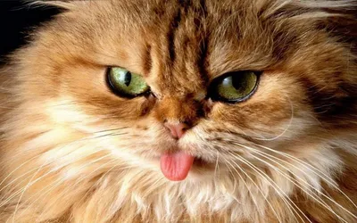 Bright Close Wallpaper Wallpaper 4K, Animals category