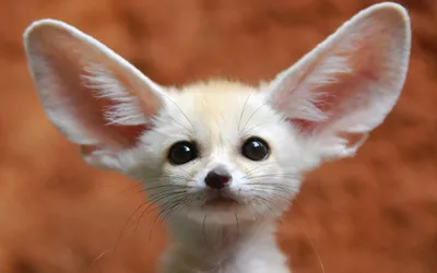 Crisp Adorable Wallpaper Animals Wallpaper 4K 1920x1200 Hd, Desktop, Wallpaper, Featuring, An, Adorable, Fennec, Fox, Large, Ears, Big, Eyes, Brown, Ultrawide, Full HD